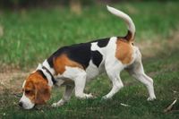 Ein Beagle schnueffelt auf dem Boden.jpg