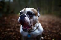 Ein Hund der Rasse Französische Bulldogge mit Halsband und geöffnetem Maul in Nahaufnahme.jpg