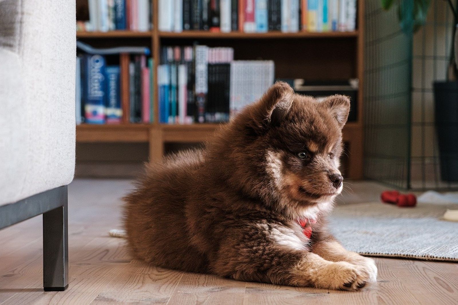 Ein braun beiger Finnischer Lapphund Welpe liegt leicht seitlich zum Betrachter auf dem Holzboden im Wohnzimmer neben einem Sessel und vor einem Bücherregal
