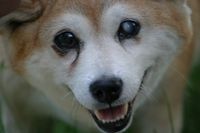 Ein Hund mit einem trueben Auge in Nahformat.jpg