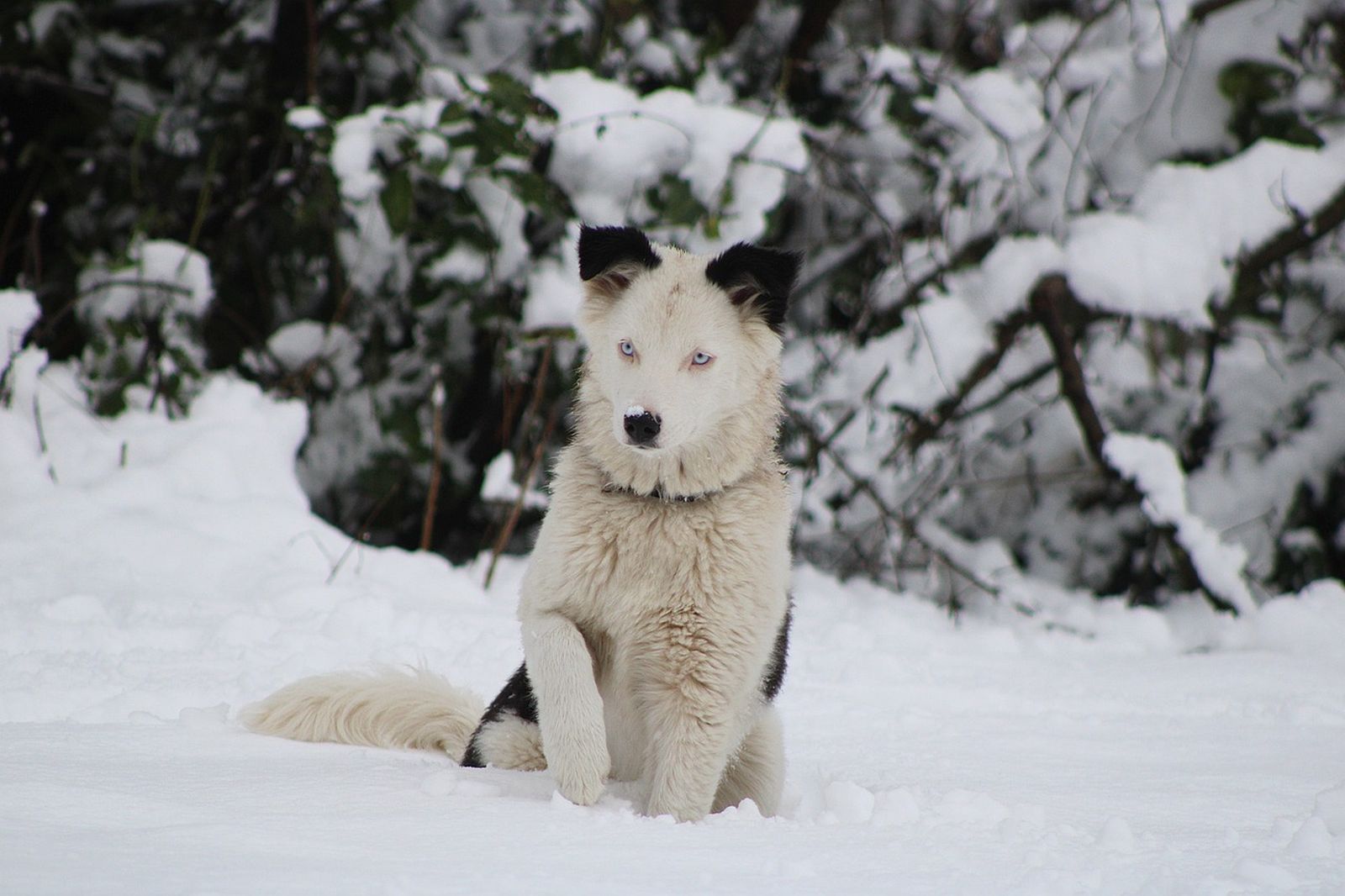 Ein weiss-schwarzer Hund der Rasse Jakutischer Laika mit blauen Augen sitzt mit gehobener rechter Vorderpfote im Schnee und schaut in Richtung Betrachter
