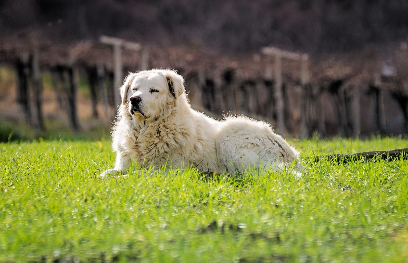 Ein großer weißer Hund der Rasse Kuvasz liegt mit geschlossenen Augen entspannt auf einer Wiese vor Weinreben