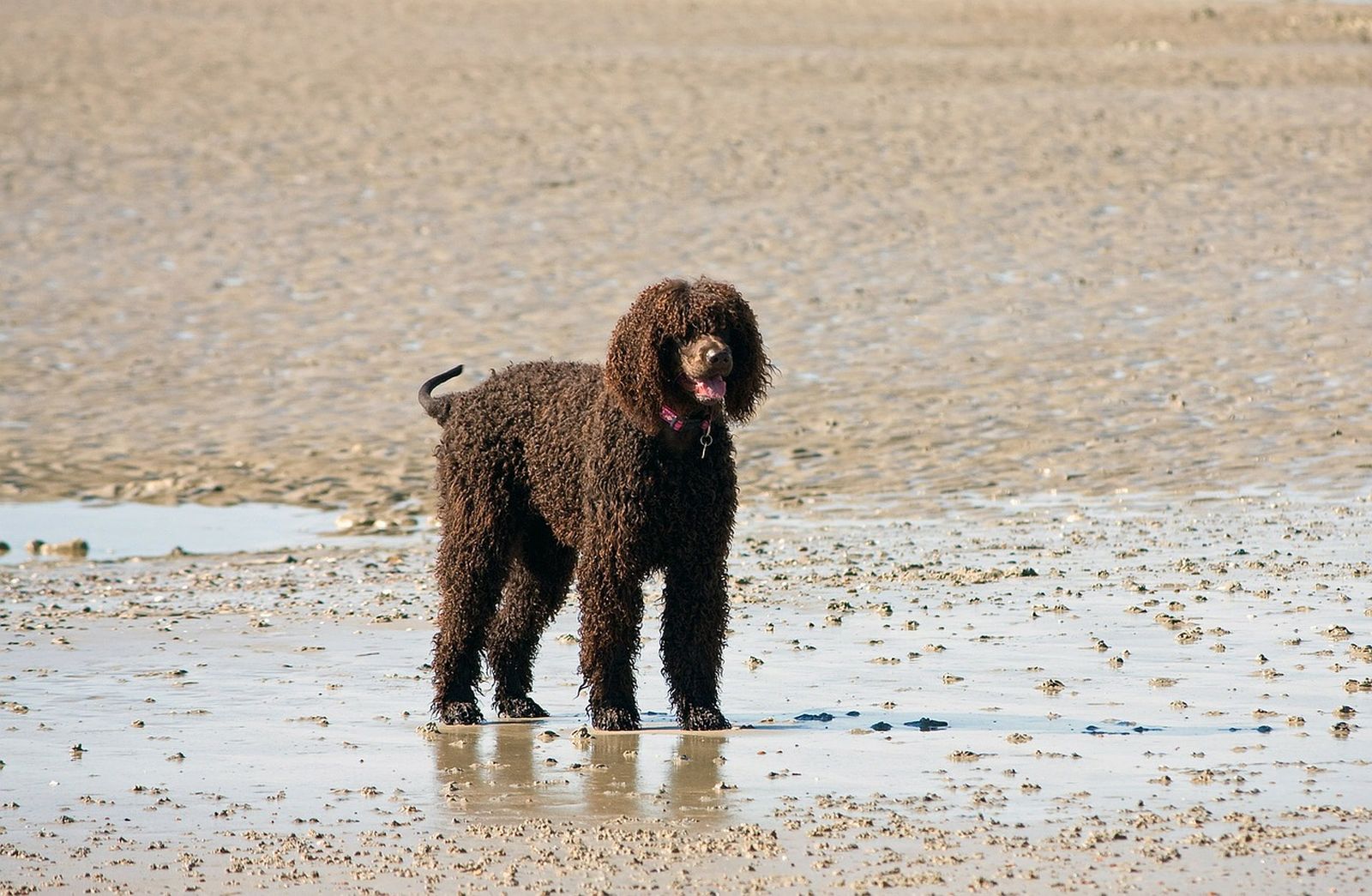 Ein dunkelbraun-gelockter Hund mit Halsband steht bei Ebbe am Strand und schaut in die Ferne