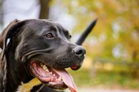 Schwarzer Pitbull Terrier schaut nach rechts mit offenem Maul und heraushaengender Zunge.jpg