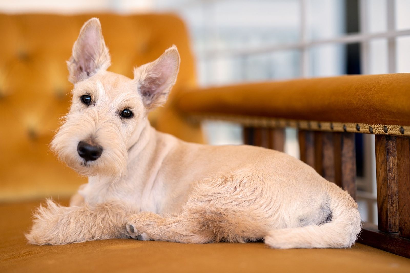 Ein beigefarbener Schottischer Terrier mit Schnauzbart liegt auf einem orangefarbenen Sofa und schaut den Betrachter mit umgedrehtem Kopf und wachen Augen aufmerksam an