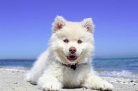 Weisser Hundewelpe liegt am Strand und schaut in die Kamera.jpg