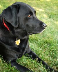 Schwarzer Labrador Retriever mit rotem Halsband und gelber Marke seitlich aufgenommen.jpg