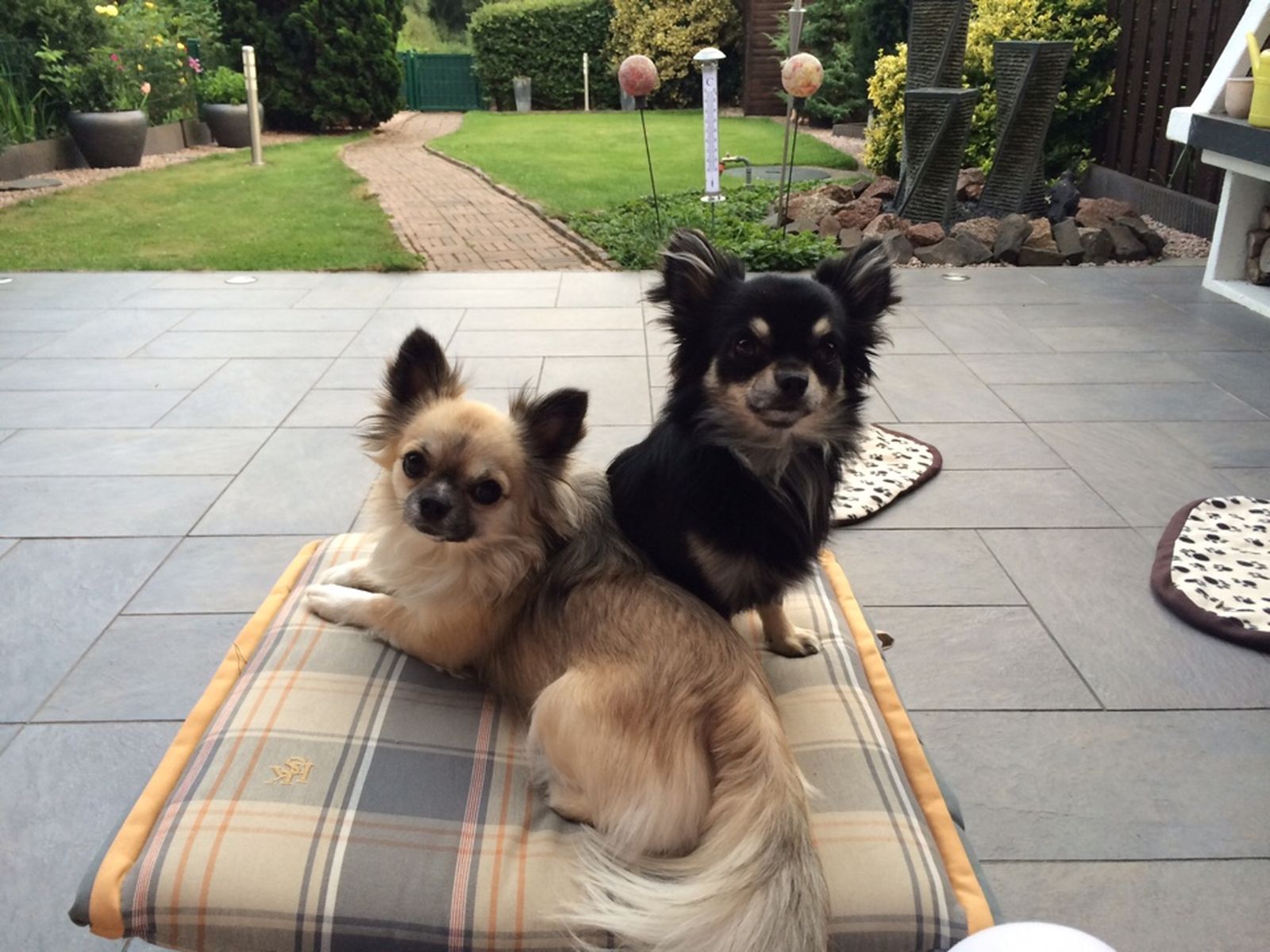 Zwei kleine Hunde in beige und schwarz der Rasse Chihuahua nebeneinander auf der Terrasse vor der Wiese.