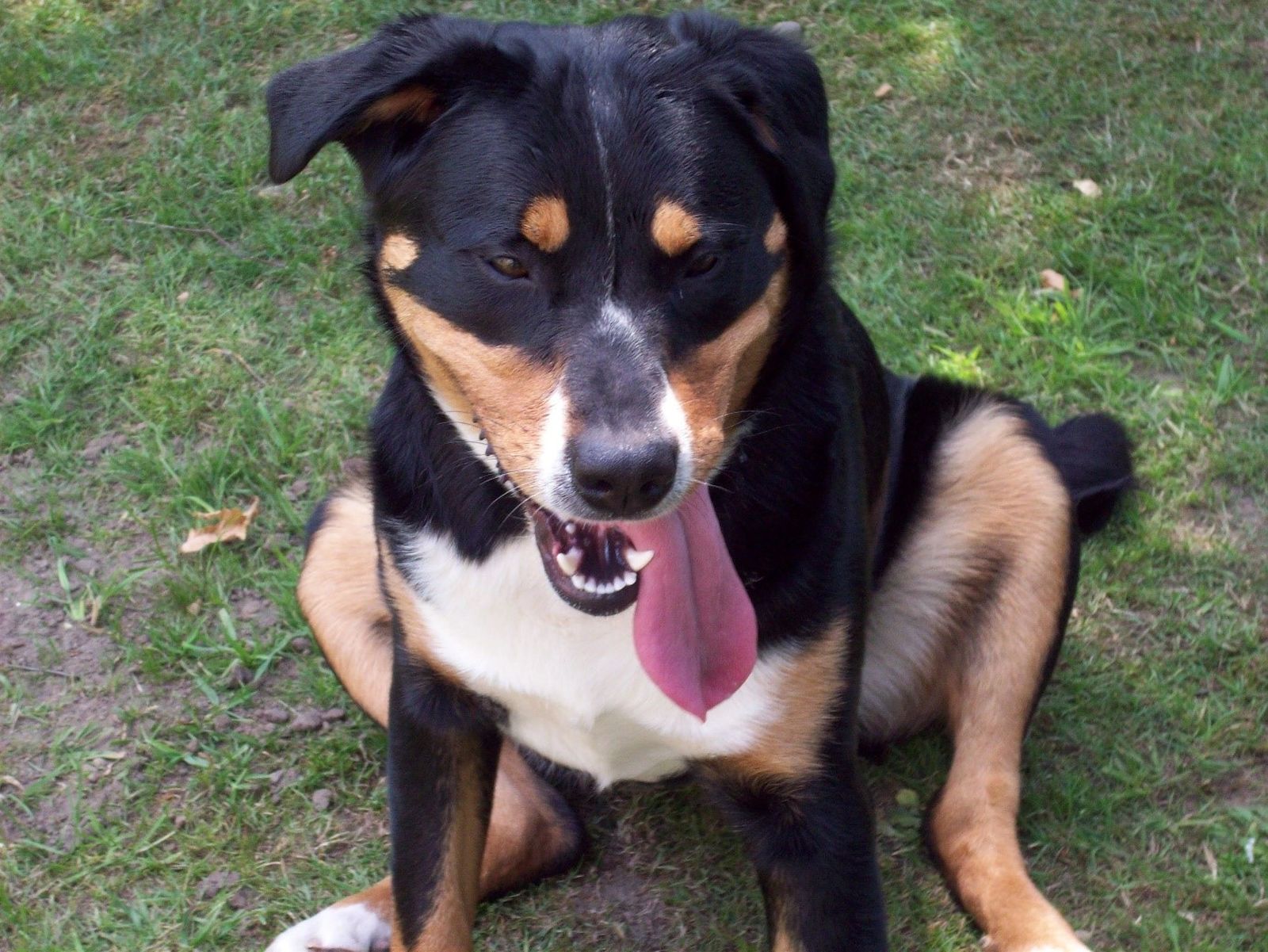 Ein schwarz-braun-weißer Appenzeller Sennenhund mit offenem Maul und heraushängender Zunge sitzt auf der Wiese und schaut leicht nach rechts