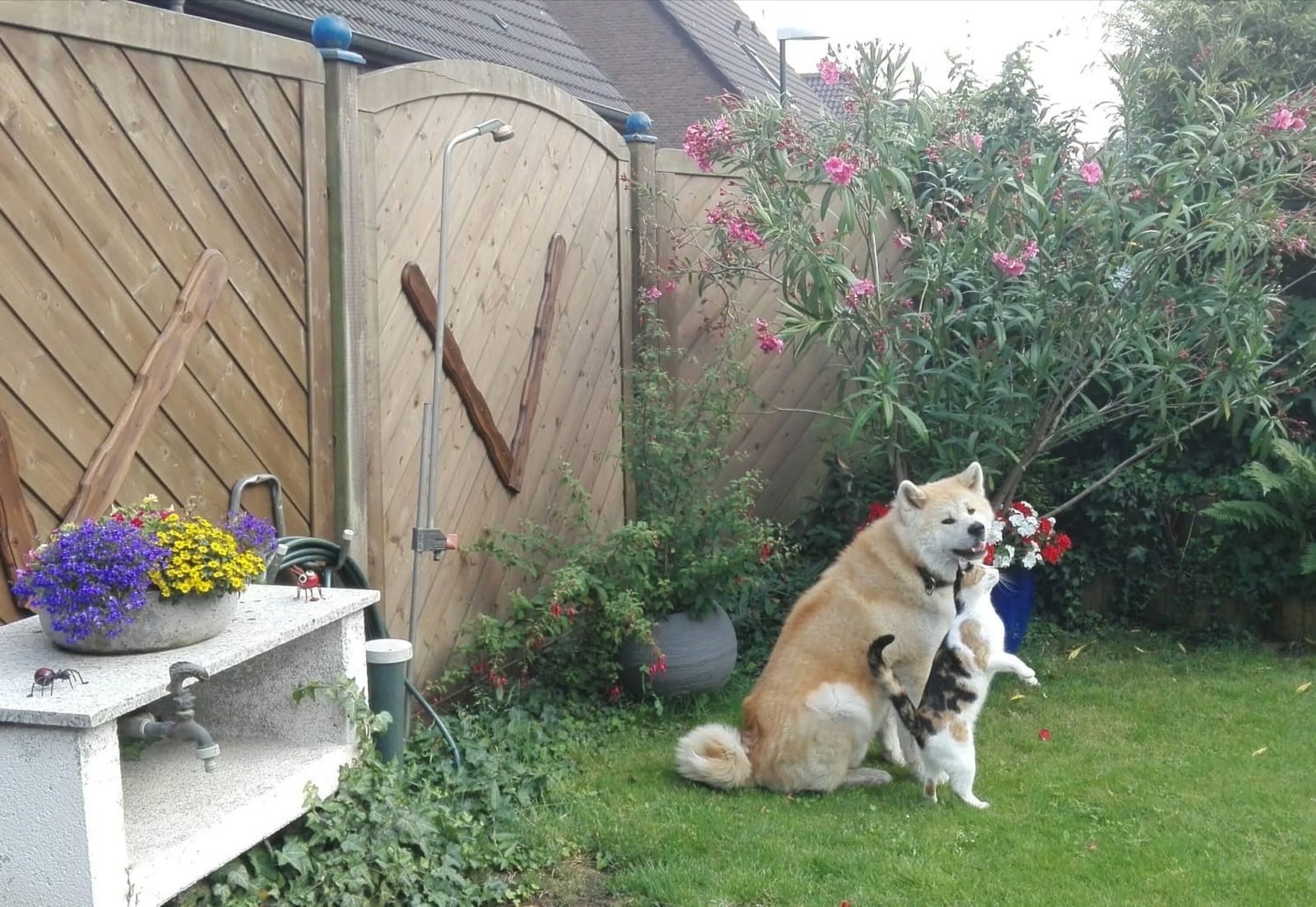 Ein Akita Inu sitzt im Garten vor einer Holzwand und neben ihm steht eine Katze auf den Hinterbeinen und markiert die Schnauze des Hundes