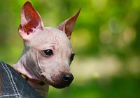 Mexikanischer Nackthund Welpe.jpg