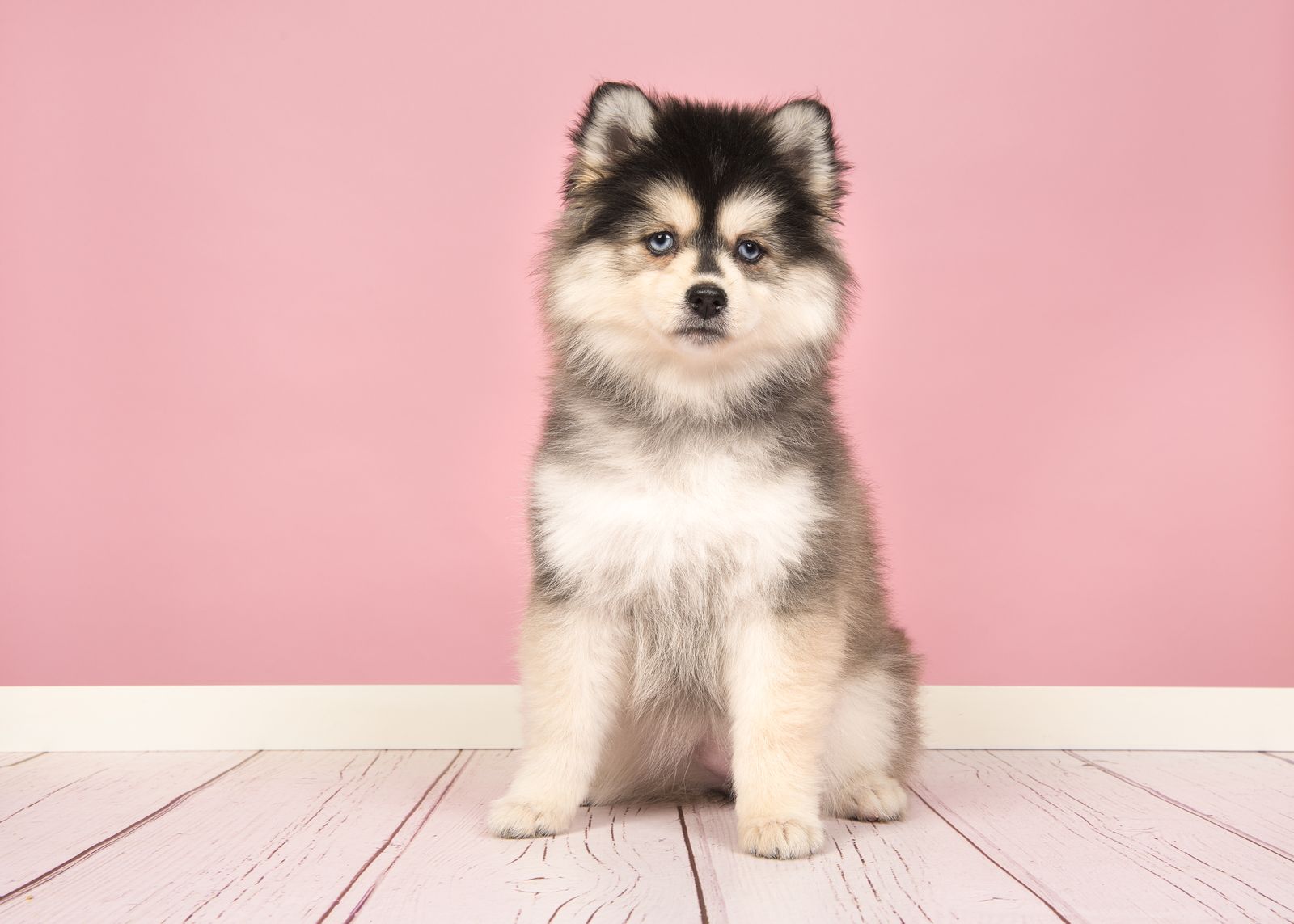 Ein Welpe der Hybridhunderasse Pomsky sitzt sitzend vor einer rosa Wand auf einem hellen Holzboden und schaut direkt in die Kamera.