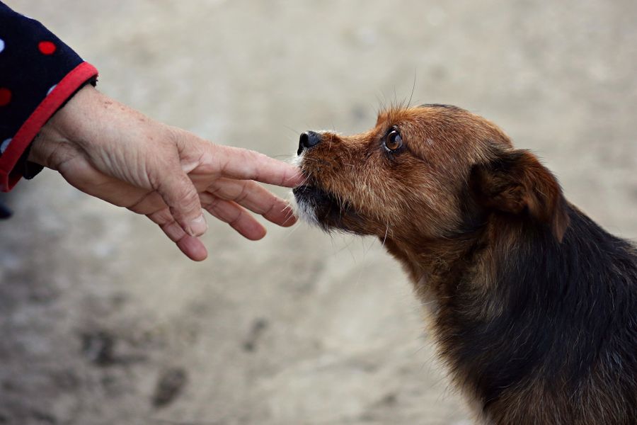 Ein brauner Hund beißt in einen Menschenhand