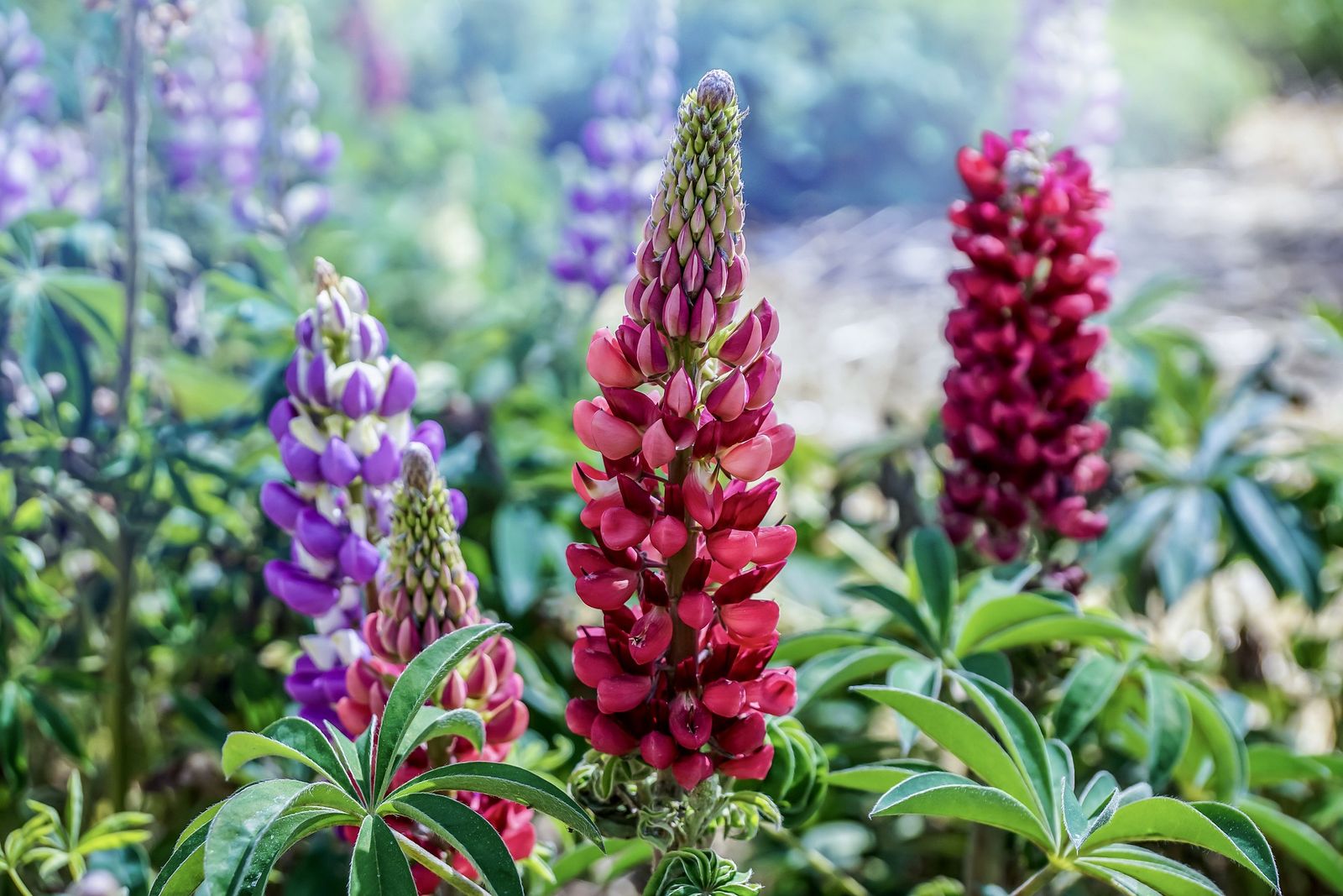 Lupinen Pflanzen dogondo.de
