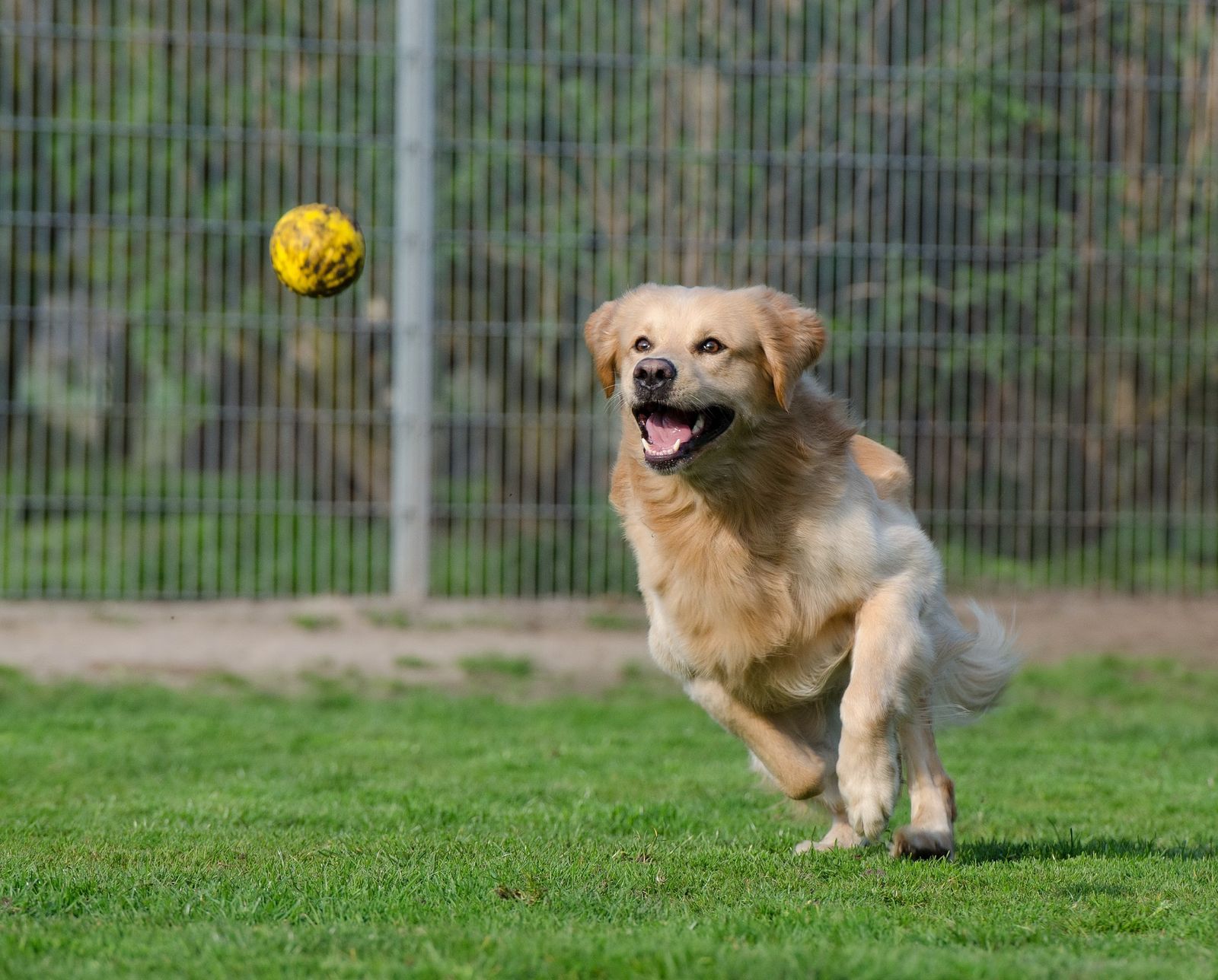 Ein beige Hund der Rasse Golden Retriever läuft auf einer eingezäunten Wiese und fixiert beim Ballhetzen einen gelben Ball.