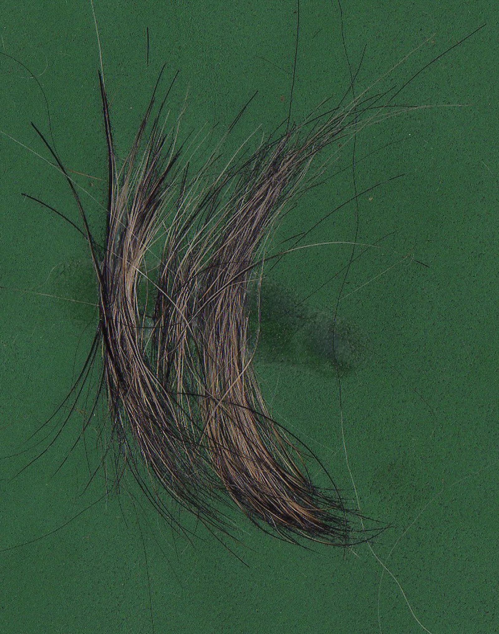 Haare vom Rauhaardackel auf grünem Untergrund mit kurzer und fester Haarstruktur
