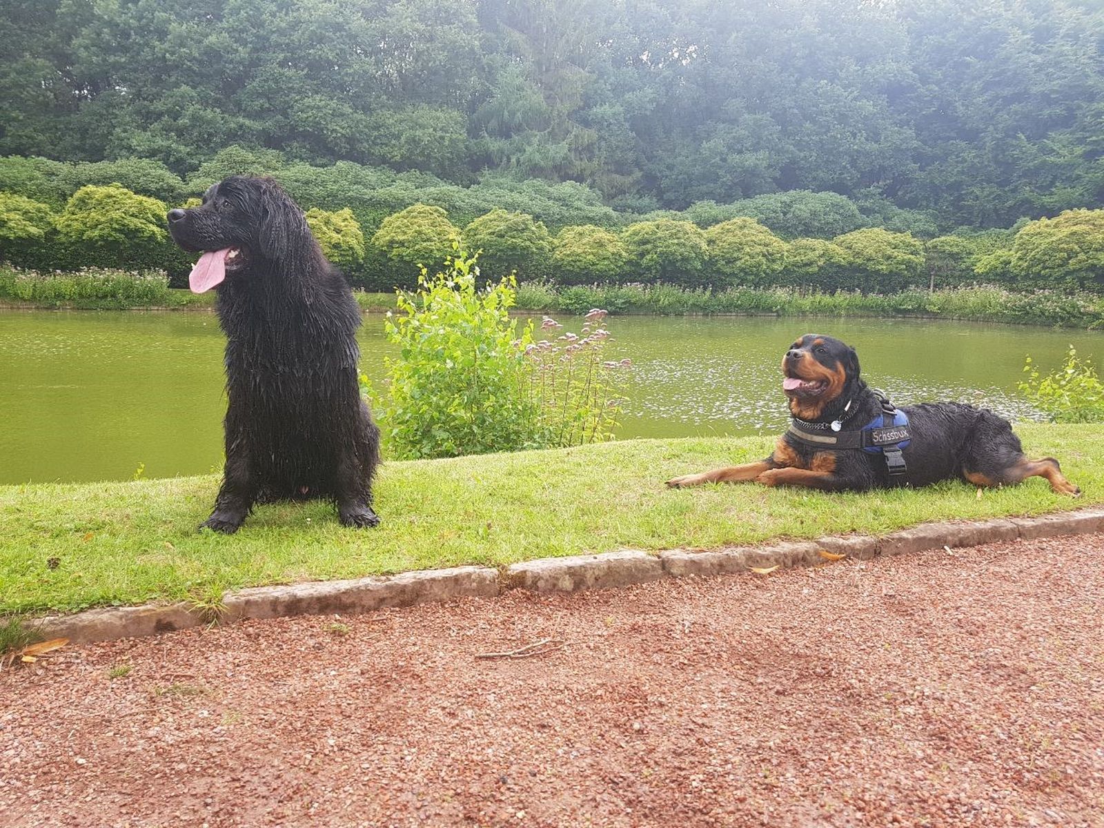 Ein schwarzer Hund sitzt neben einem liegenden Rottweiler auf einer Wiese vor einem See
