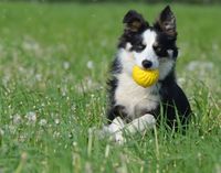 Ein junger Border Collie mit gelben Ball im Fang.jpg