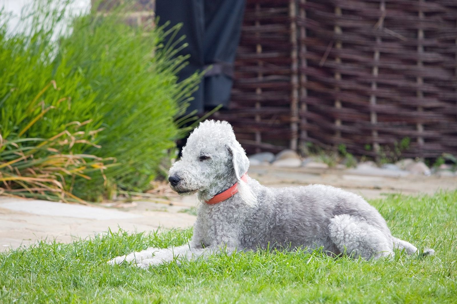 Ein grauer gelockter Bedlington Terrier mit rotem Halsband liegt seitlich zum Betrachter auf einer eingezäunten Wiese im Garten und schaut nach links