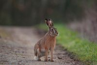 Hase sitzt auf dem Gehweg.jpg