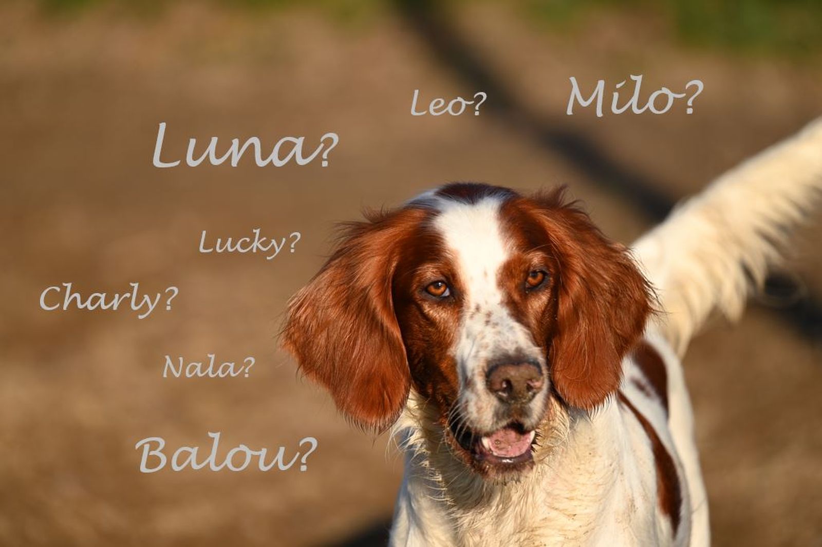 Ein rotbraun-weißer Hund der Rasse White and Red Setter mit braunfarbigen Hintergrund und mehreren Schriftzügen mit möglichen Hundenamen wie Luna, LEo, Milo, Balou, Nala, Charly und Lucy.