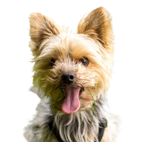 Yorkshire Terrier.png