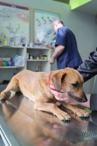 Hellbrauner Hund beim Tierarzt auf dem Behandlungstisch.jpg