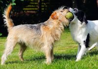 Hunde spielen Ball.jpg