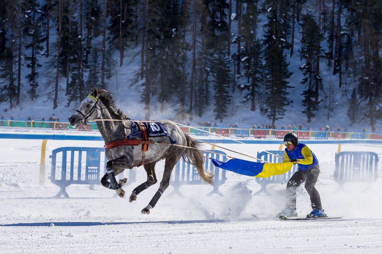 Skijöring: Ein Pferd zieht einen Skifahrer in gelb-blauem Dress. Zwischen Pferd und Skiläufer ist ein Tuch waagerecht als Spritzschutz gespannt. Die vordere Hälfte des Tuches ist blau, die hintere gelb. Im Hintergrund begrenzen blaue Gitter die schneebedeckte Rennstrecke. Noch weiter hinten findet sich der Fuß eines Berges, der licht mit Nadelbäumen bewachsen ist. Auf dem Boden überall Schnee. 