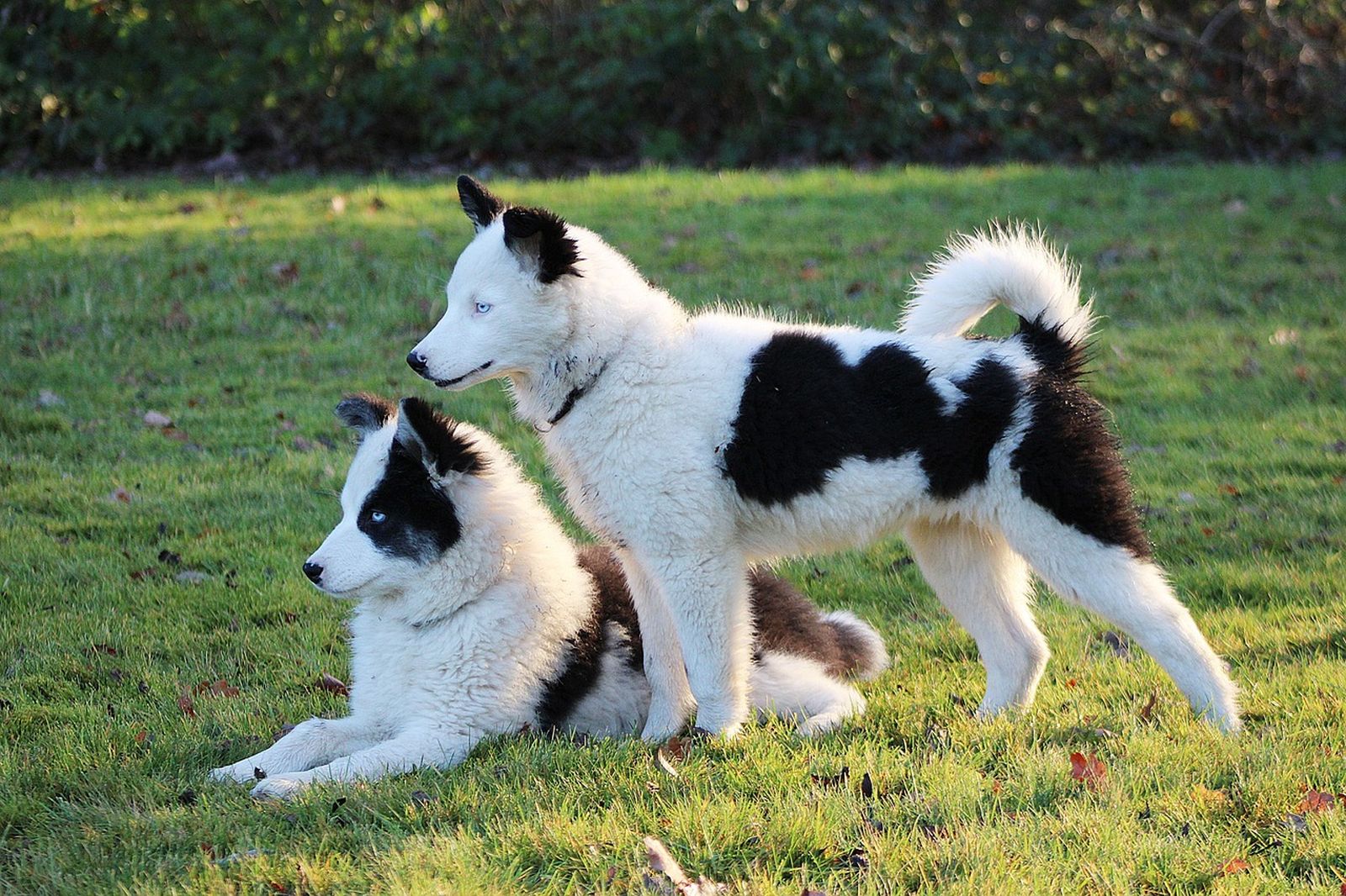 Zwei weiß-schwarze Hunde der Rasse Jakutischer Laika mit blauen Augen auf einer Wiese im seitlichen Format aufgenommen