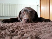 Brauner Labrador liegt auf dem Teppich und streckt alle Viere weg.jpg