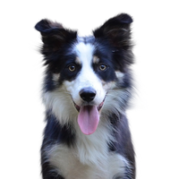Border Collie.png