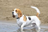 Ein Beagle steht mit angehobener Pfote im Wasser.jpg
