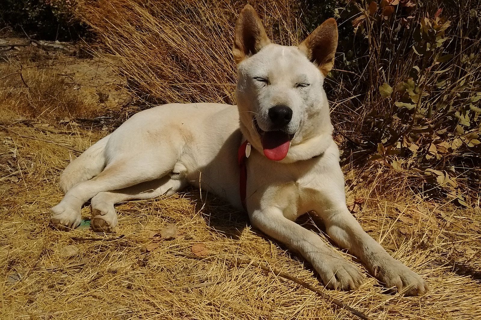 Ein hellrotbraun-weißer Hund mit Stehohren und geschlossenen Augen legt entspannt auf dem trockenen Grasboden und genießt die Sonne