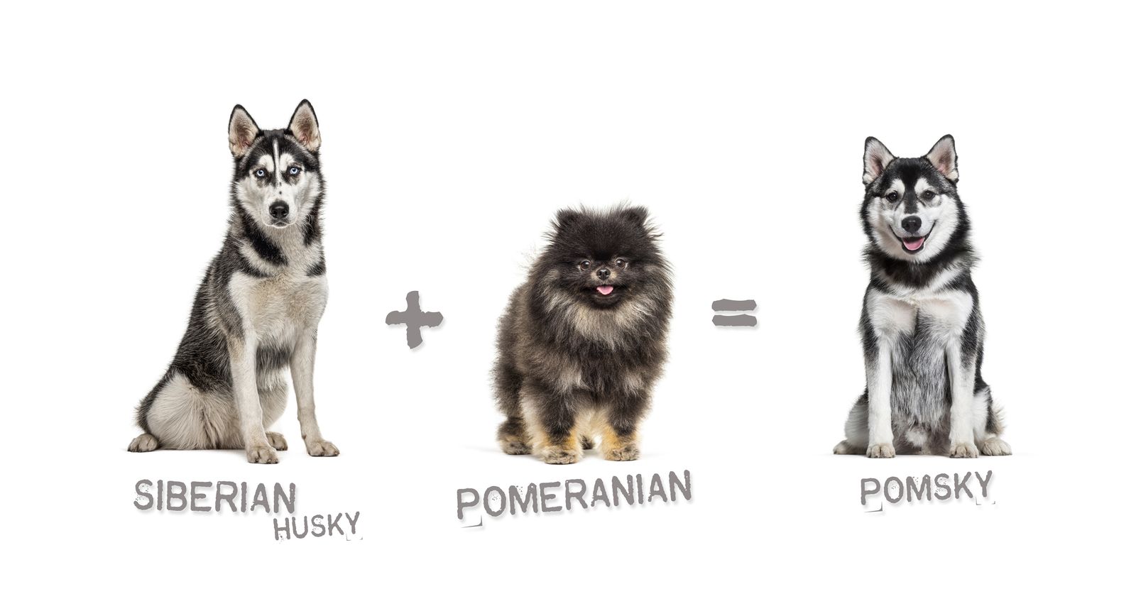 Drei Hunde der Rassen Siberian Husky plus Pomeranian (Zwergspitz) ergeben bei der Kreuzung den Hybridmix Pomsky.