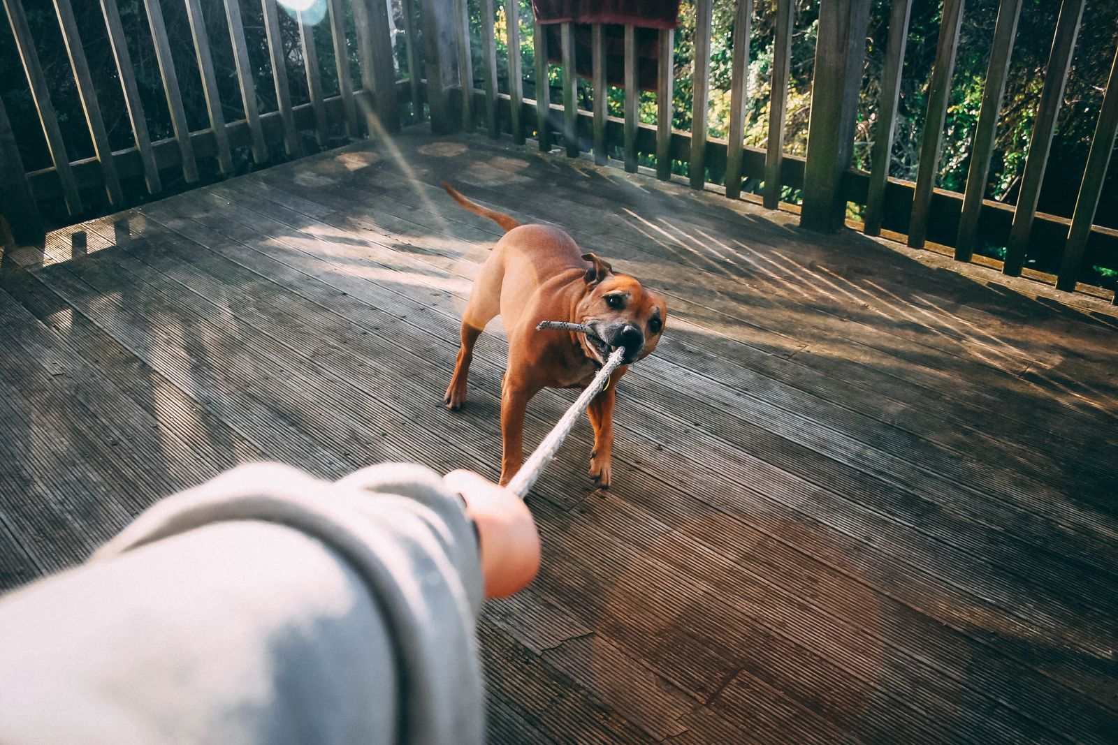 Ein brauner Hund beißt in einen Stock der von einem Menschen entgegengestreckt wird.