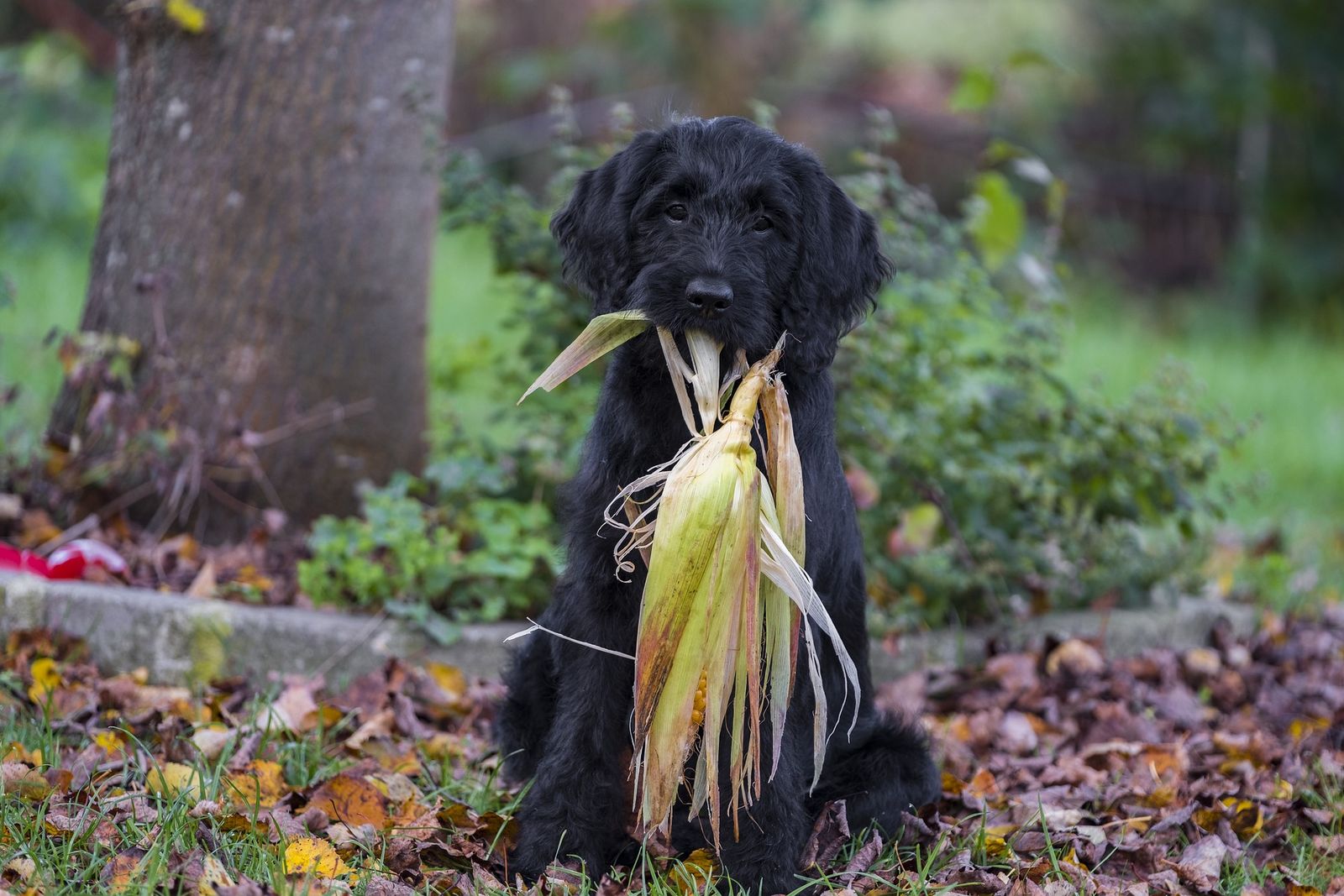 Ein schwarzer Hund sitzt mit einem frischen Maiskolben aus dem Feld vor einem Baum und schaut direkt den Betrachter an.
