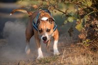 American Staffordshire Terrier mit Geschirr laeuft auf den Betrachter zu.jpg