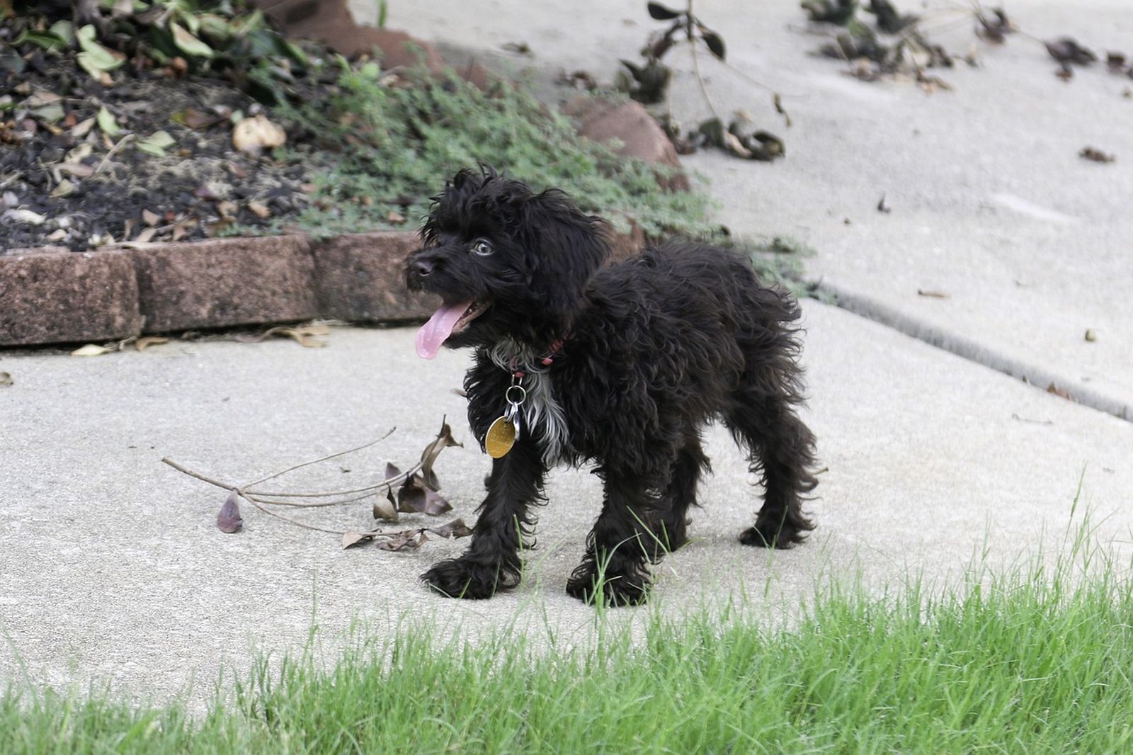 Ein kleiner schwarzer Hund mit Halsband und Hundeplakette steht mit offenem Maul und heraushängender Zunge auf dem Gehweg neben der Wiese und schaut in die Ferne in Laufrichtung