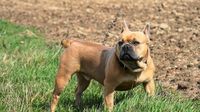 Eine braune franzoesische Bulldogge steht auf der Wiese.jpg