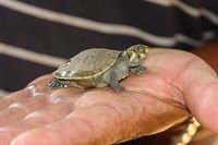 Schildkroete auf der Hand.jpg