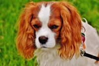 Ein weiss roter Cavalier King Charles an der Leine .jpg