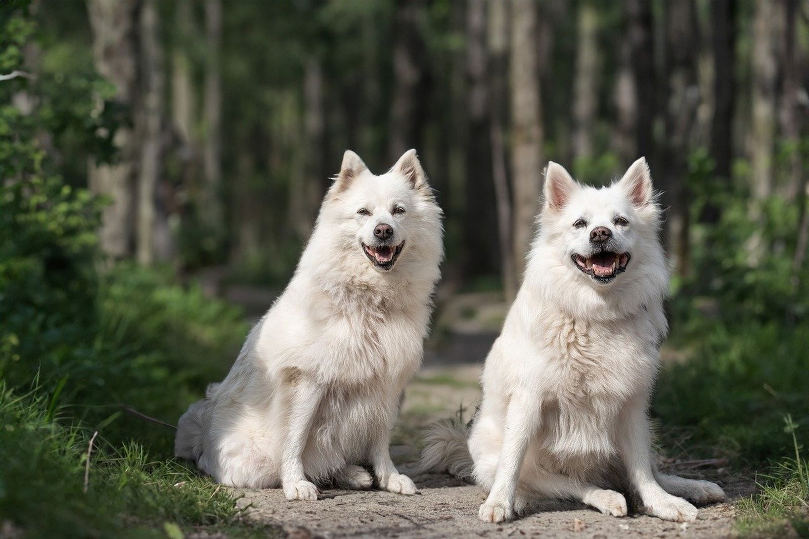 Zwei weiße spitzartige Hunde sitzen auf einem sandigen Weg mitten im Wald und schauen den Betrachter an