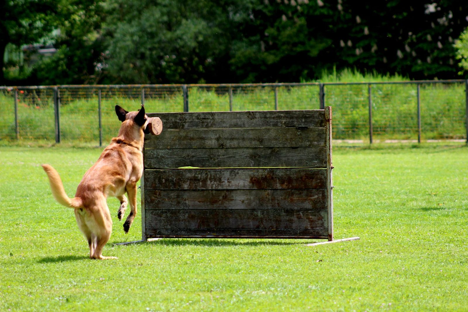 Malinois mit Bringholz im Fang setzt auf umzäunter, sonniger und kurz gemähter Wiese zum Sprung über Hürde an. 