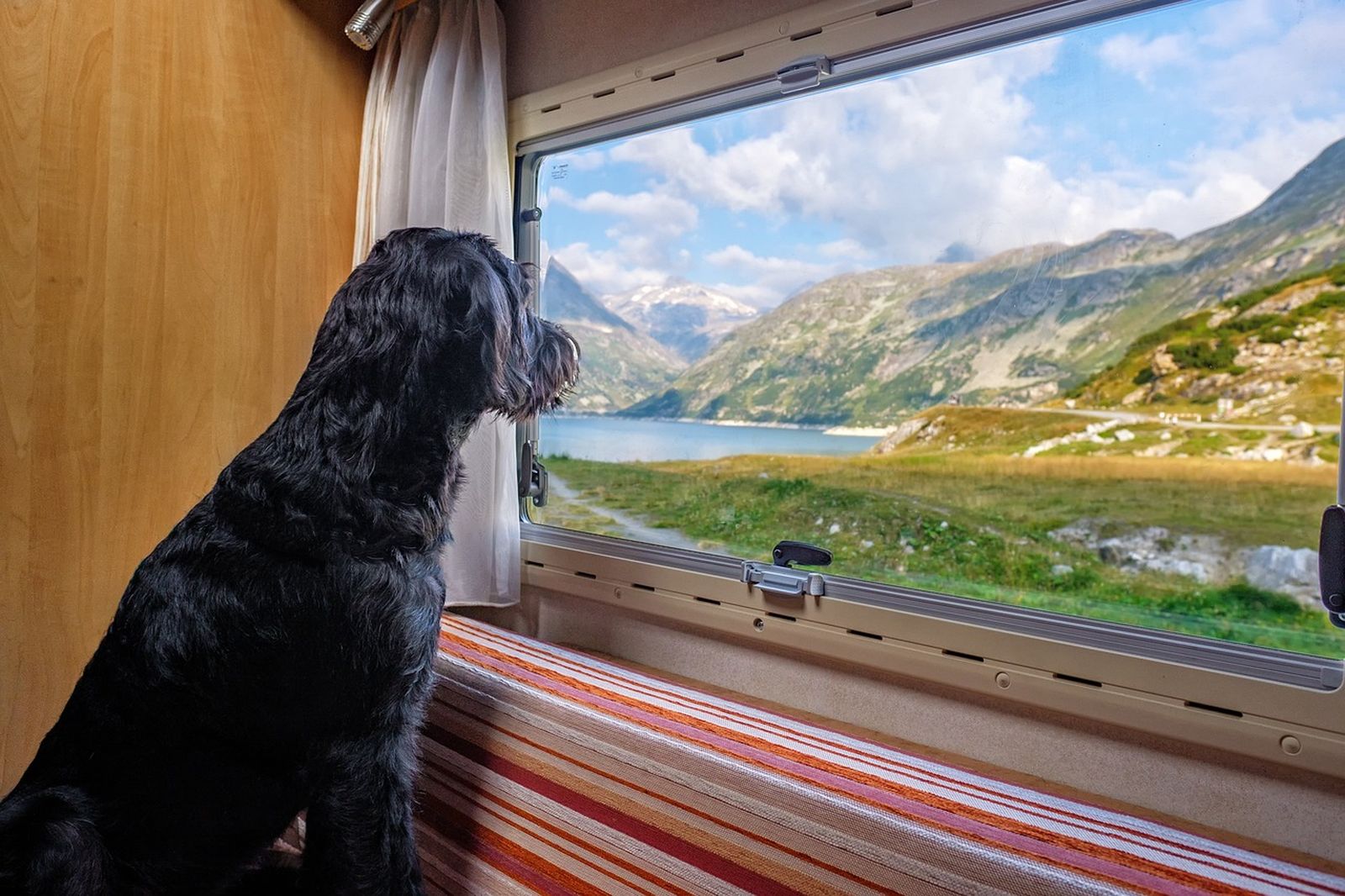 Ein schwarzer Hund sitzt im Wohnwagen und schaut aus dem Fenster auf einen Bergsee