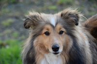 Junger Collie schaut direkt in die Kamera.jpg