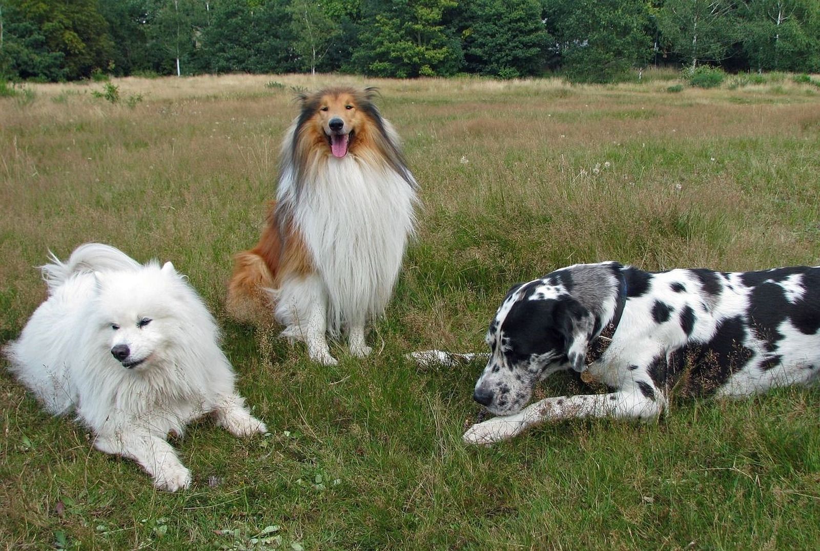 Drei unterschiedliche Hunde verweilen nebeneinander auf einer Wiese vor einem Wald
