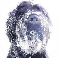 Ein Russischer schwarzer Terrier mit Schnee am Fang schaut in die Kamera Ausschnitt.jpg