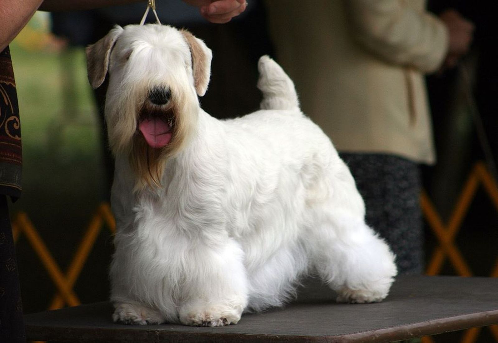 Ein weißer Hund der Rasse Sealyham Terrier steht auf einem Tisch bei einer Hundeausstellung