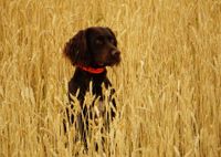 Ein brauner Wachtelhund mit rotem Halsband im Kornfeld.jpg